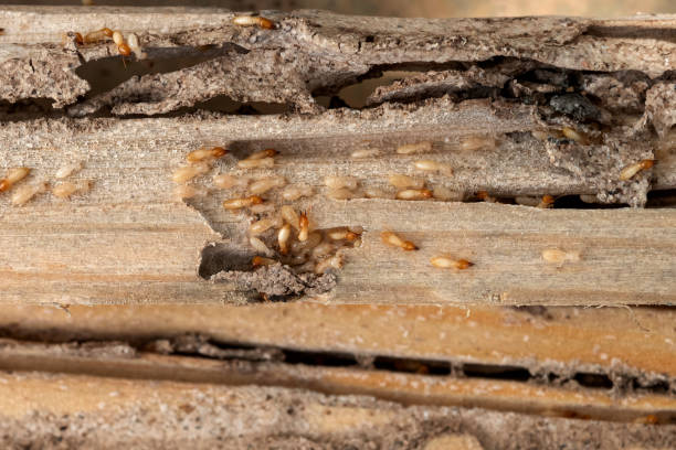Best Pest Control Near Me in Harrison, NY